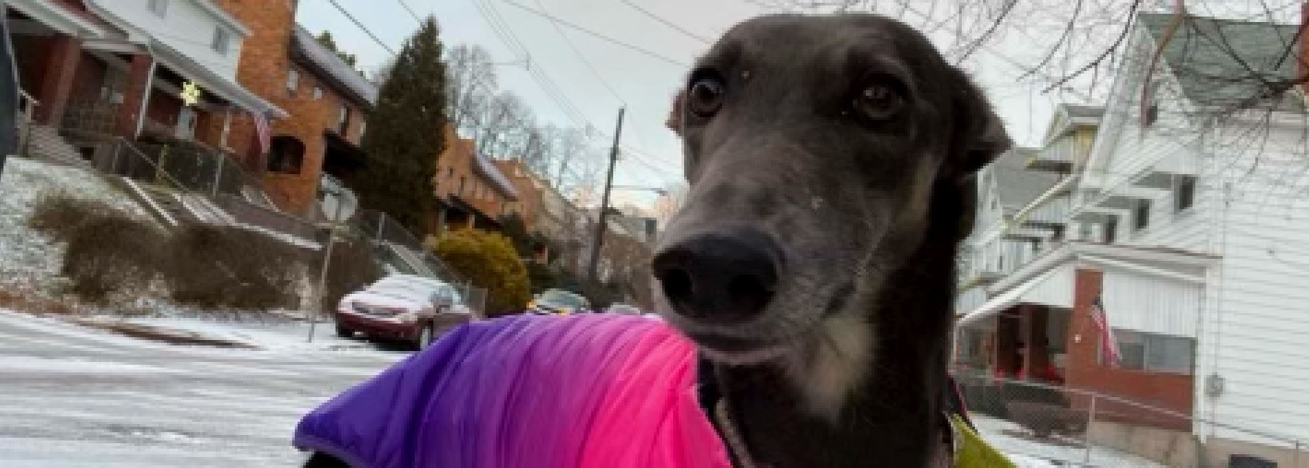 Steel City Pet Sitters Professional Pet Sitting and Dog Walking