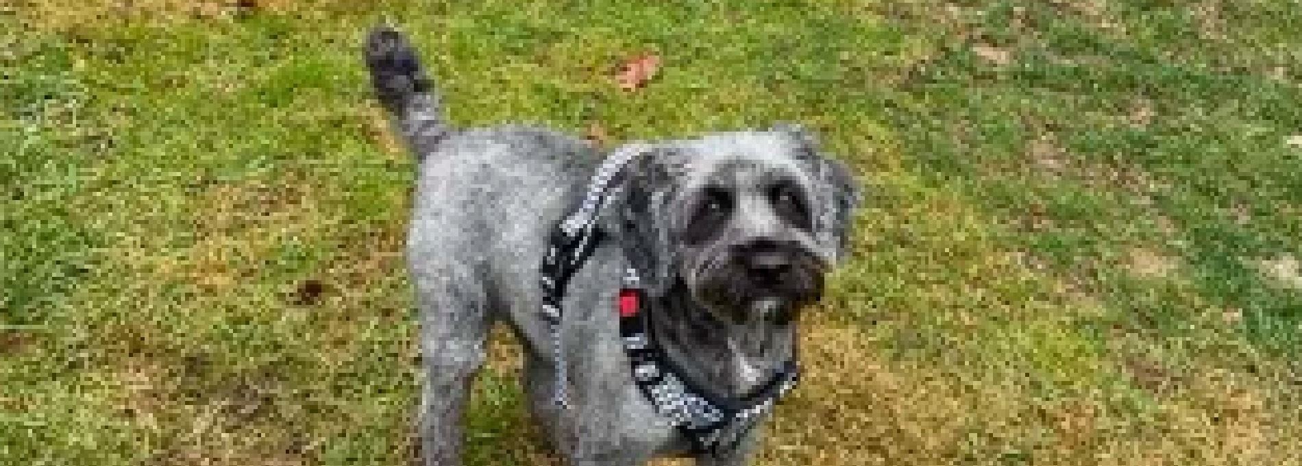 Steel City Pet Sitters Professional Pet Sitting and Dog Walking