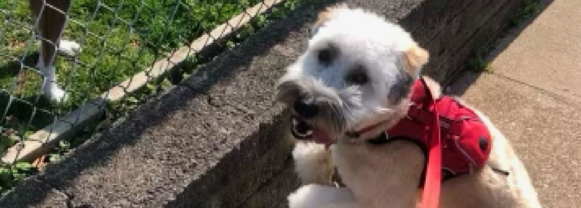 Steel City Pet Sitters Professional Pet Sitting and Dog Walking