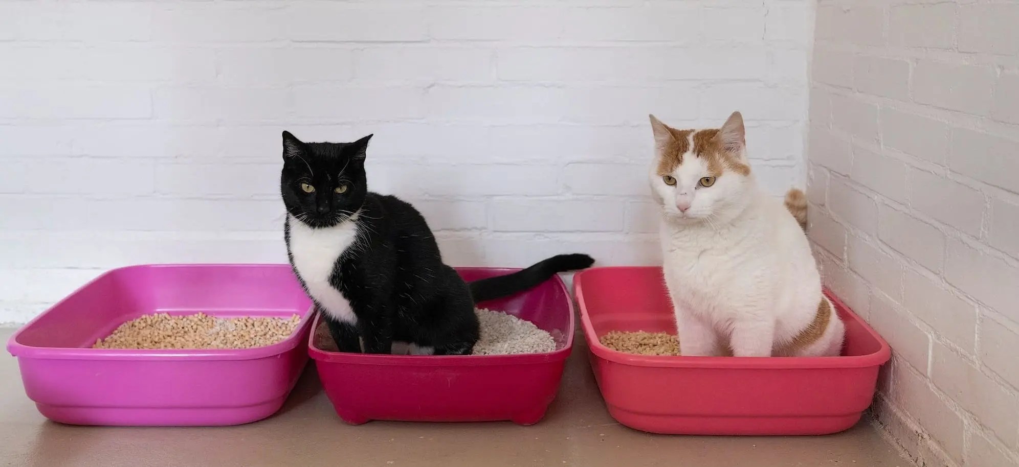The Best Cat Litter for Multiple Cat Households