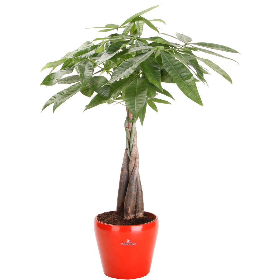 Shop 6in Money Tree in Planter at