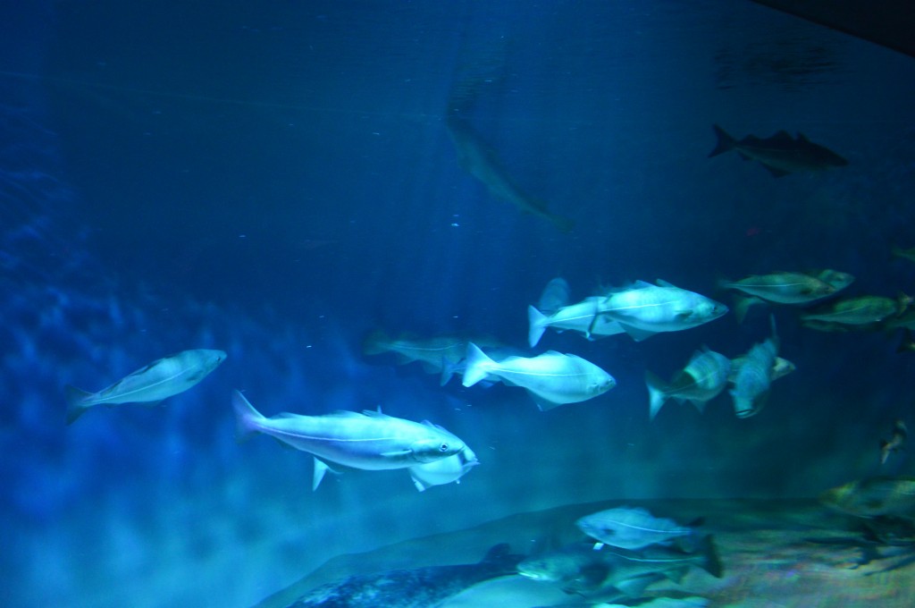 Ripley's Aquarium, Toronto, Canada Photo Gallery