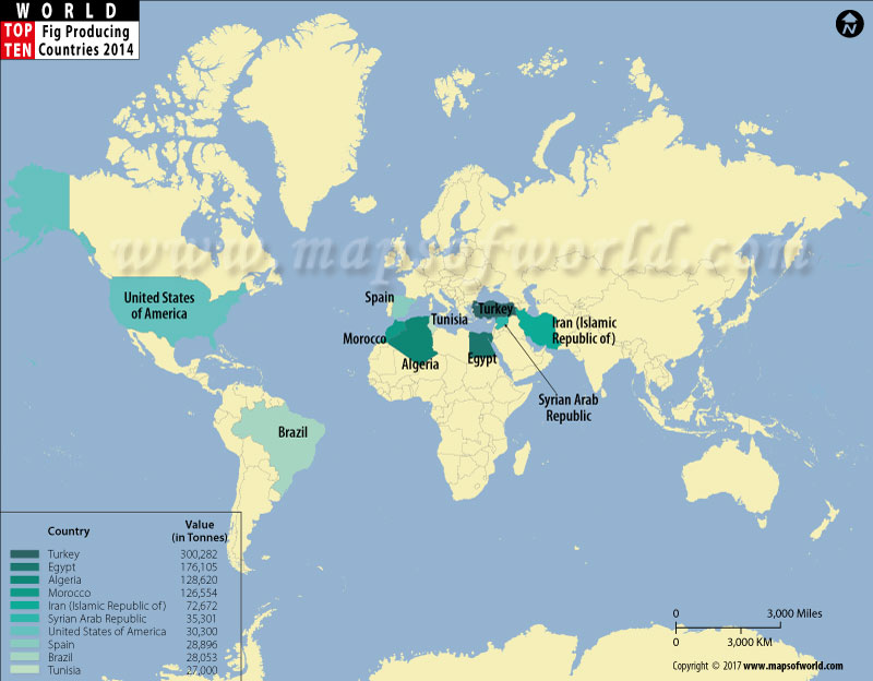 Top 10 Fig Producing Countries Map