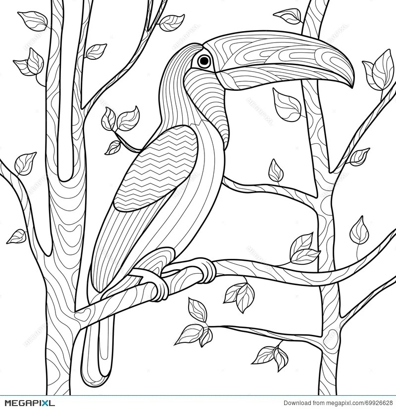 Toucan Coloring Page Free Birds Coloring Page Kidadl