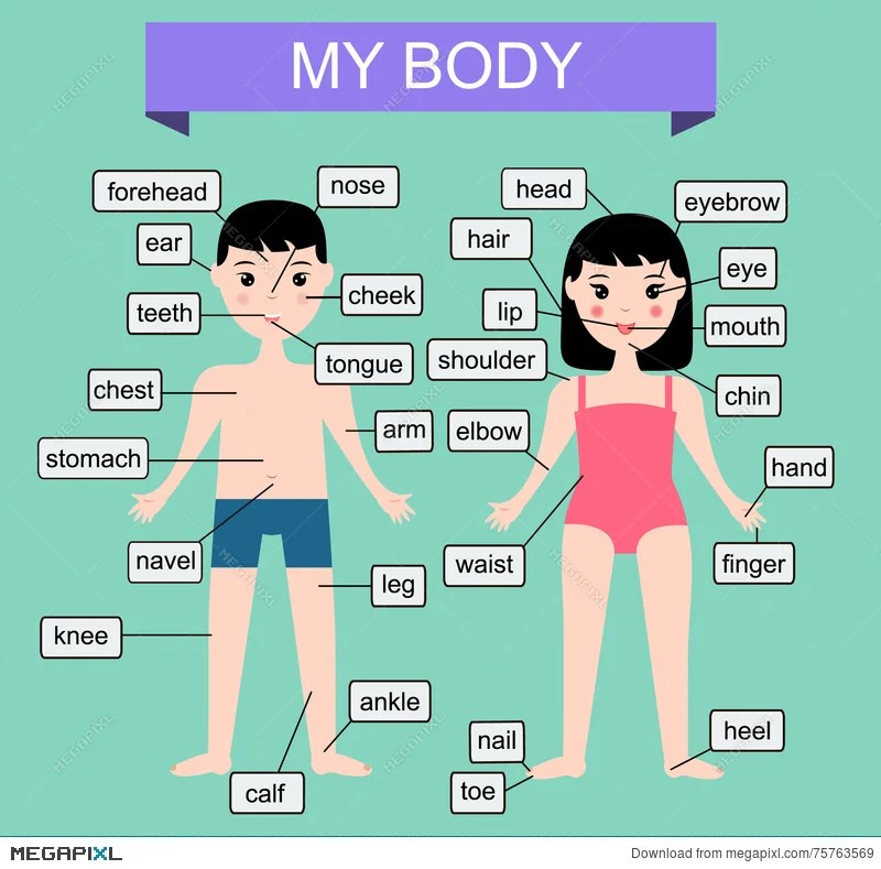 Body Parts Diagram Human / Pin on my pinterest stuff.