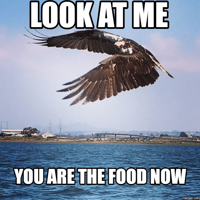 osprey attack Bloodydecks