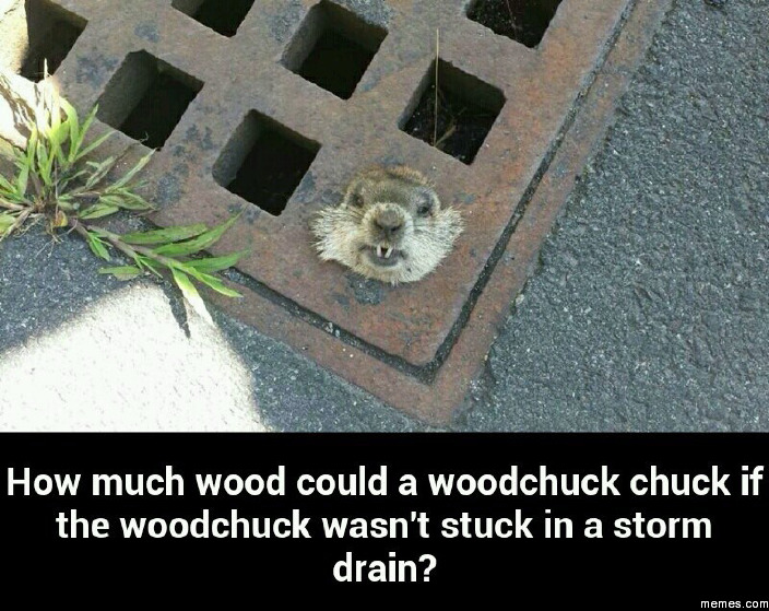 how much wood could a woodchuck chuck if a woodchuck could chuck norris