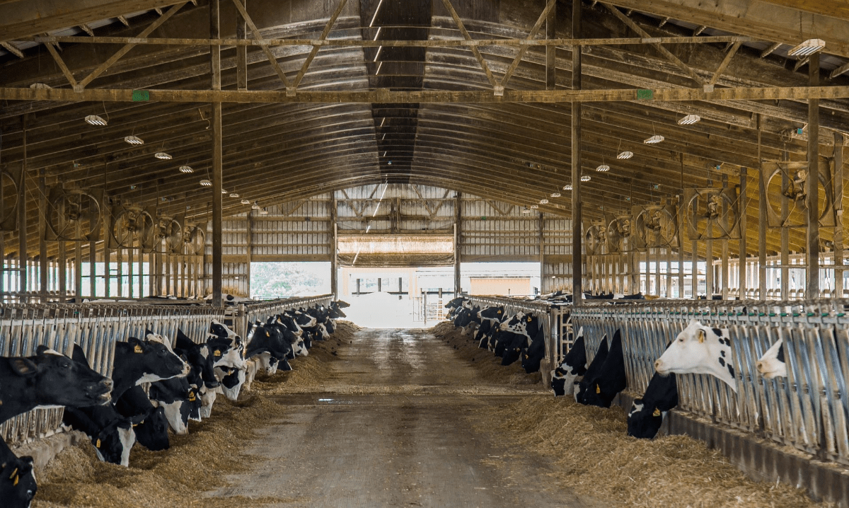 Michigan Dairy Farms Support Sustainable Nutrition Metro Parent