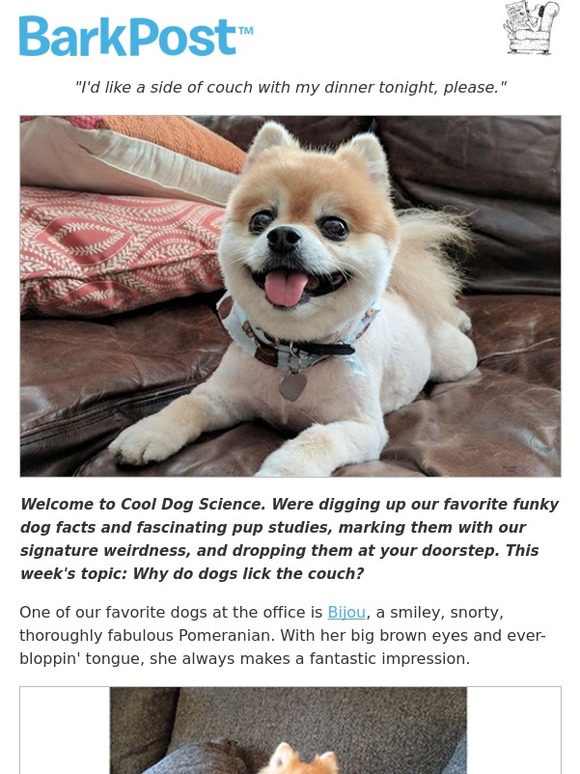 BarkBox Why do dogs lick couches? 👅 🛋 Milled