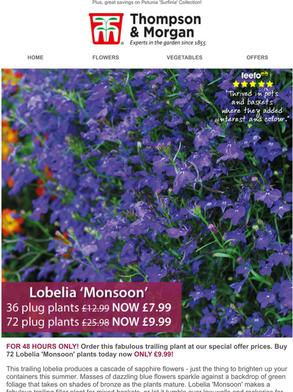 Flowers Plants, Seeds & Bulbs Trailing Lobelia White Plants x 12 Garden Ready Plants