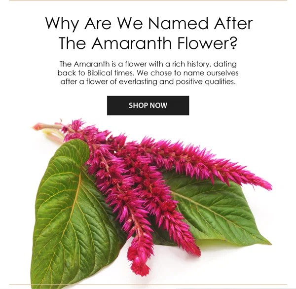 Amaranth Vase Company The Beautiful Meaning Behind Amaranth Milled