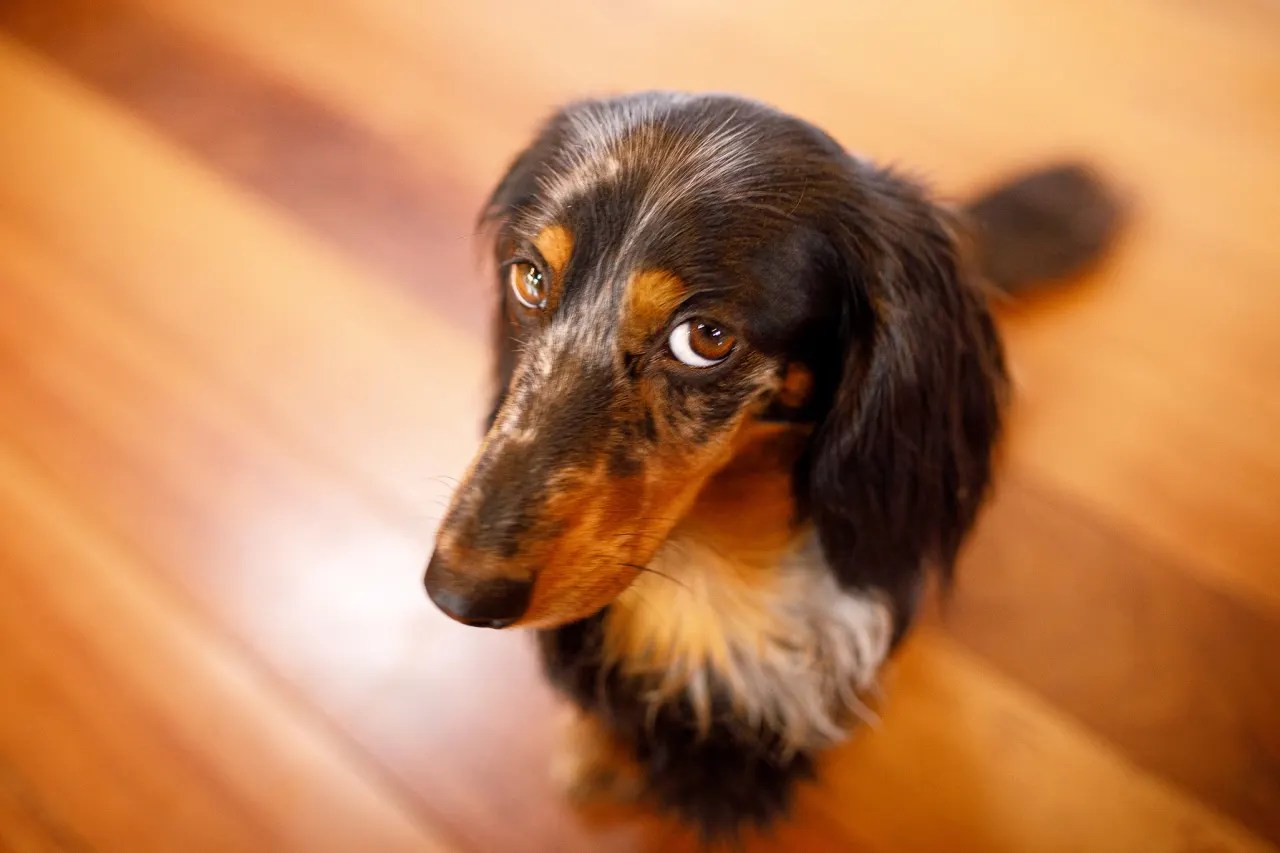 Will My Renters Insurance Cover A Dog Bite