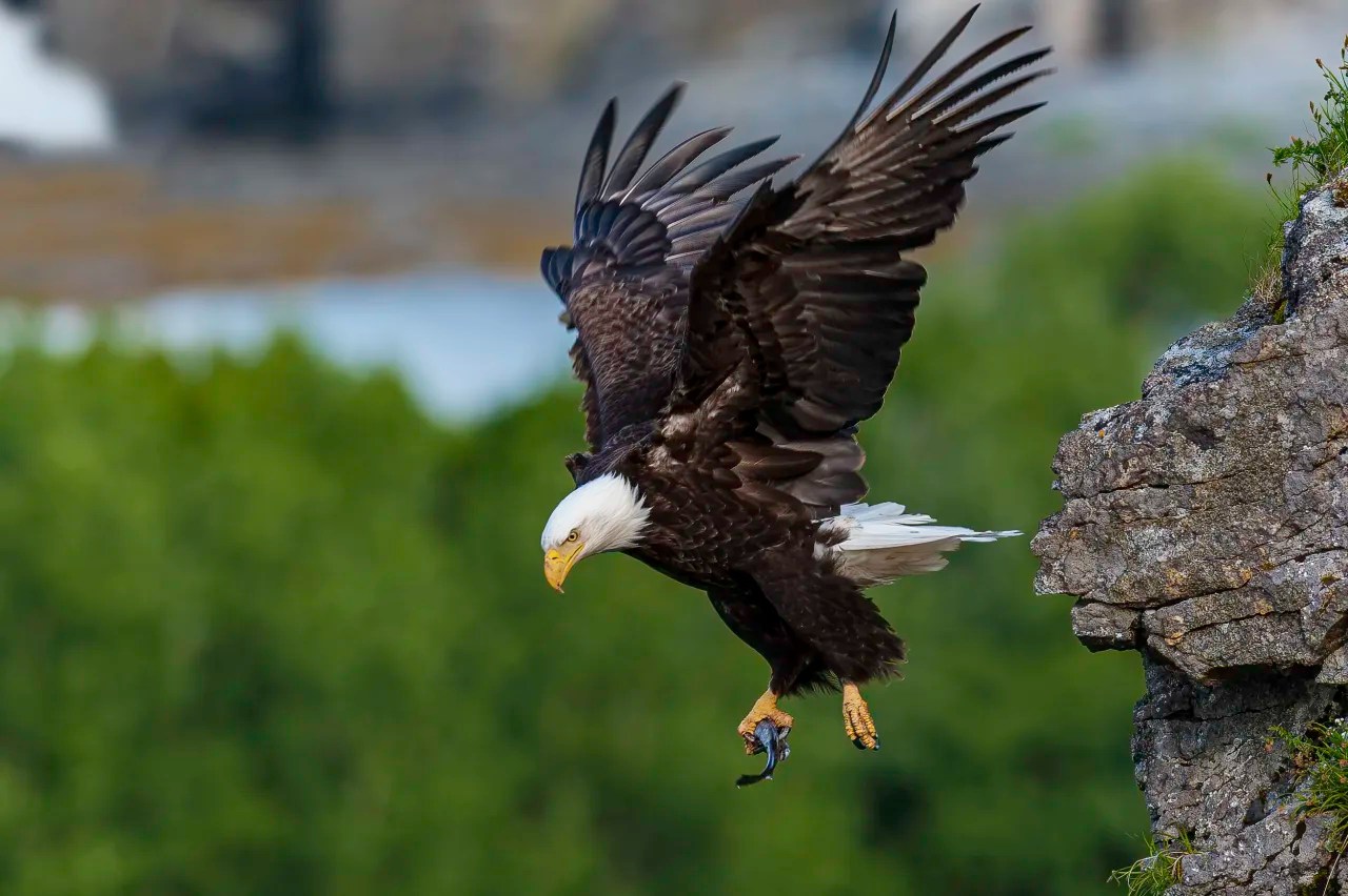 Would A Bald Eagle Eat A Dog