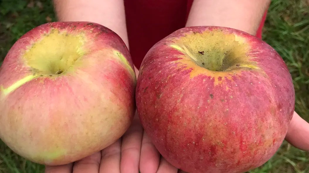 This 20 apple is prized in Japan here's why it's so expensive