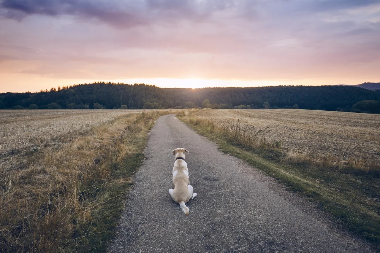 Can A Dog Tell If They Are Dying