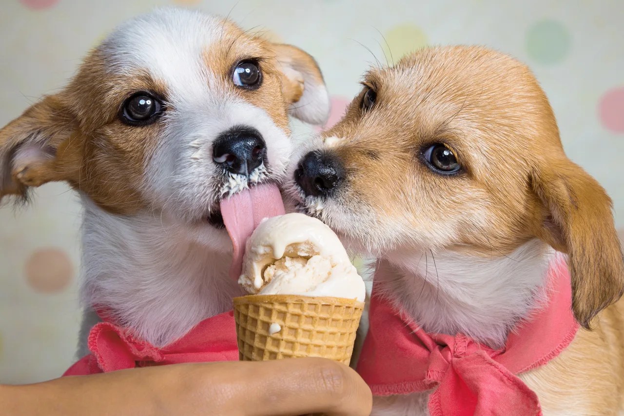Does Dairy Queen Have Dog Ice Cream