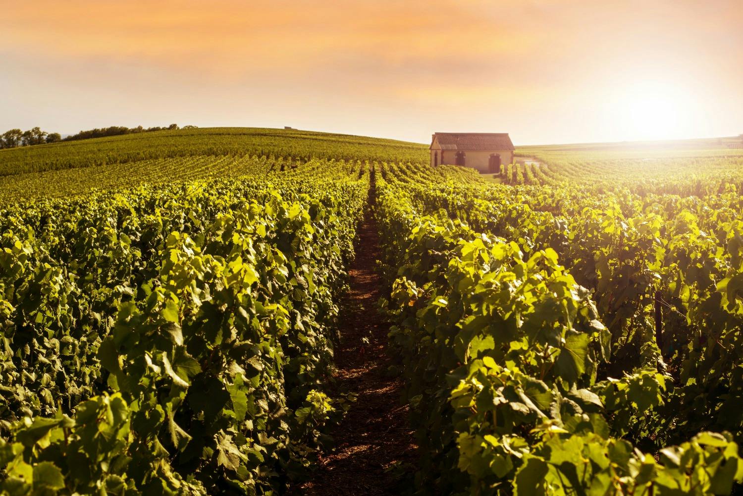 5 of the best wine regions of France Musement