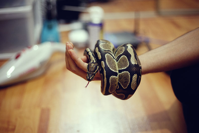 Nighttime Play Date My Pet Python