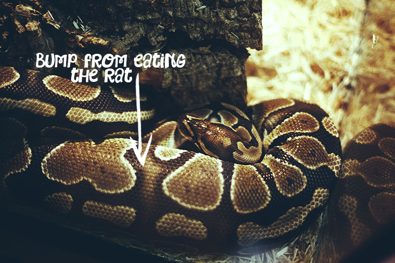 First Feeding My Pet Python