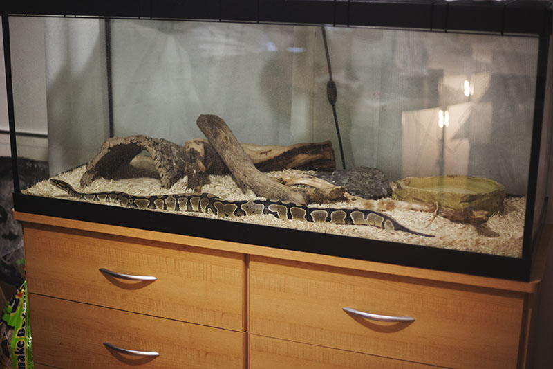 Havana's Growth My Pet Python