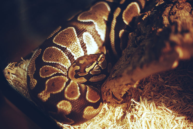 Pros and Cons of Getting a Pet Ball Python My Pet Python