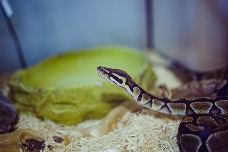 Snake Pretzel My Pet Python