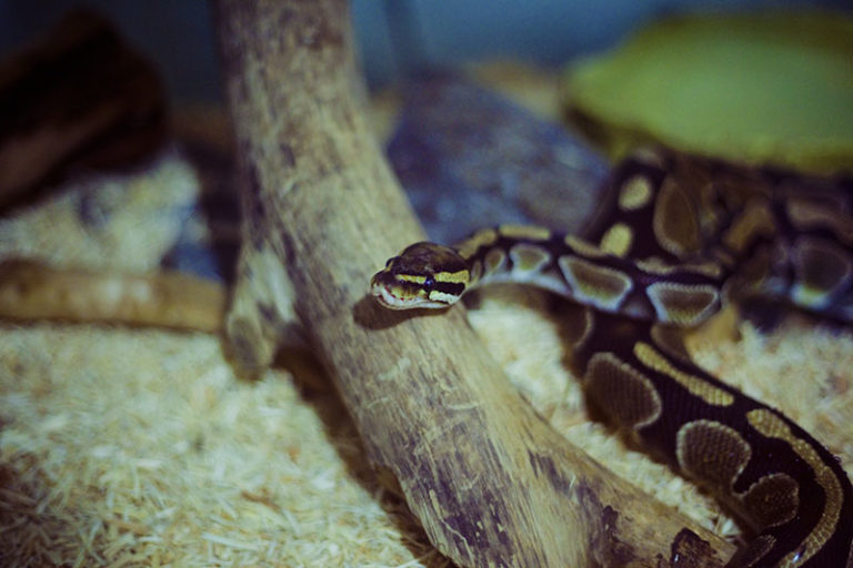 Pros and Cons of Getting a Pet Ball Python My Pet Python