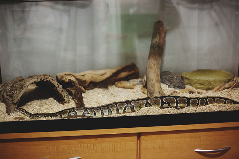 Best Substrate For Ball Pythons And Other Common Snakes The Critter