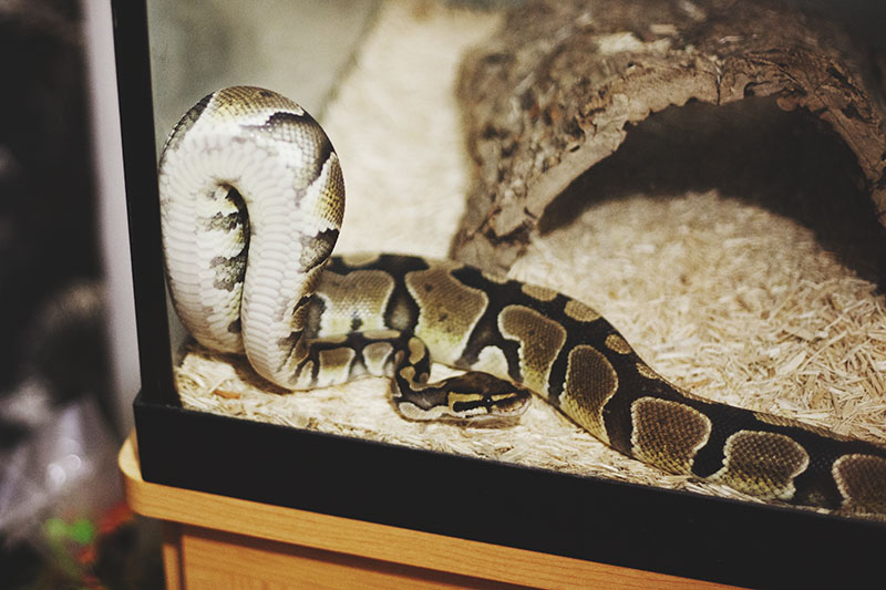 How to Choose a Ball Python My Pet Python