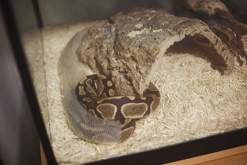 How Long Do Ball Pythons Take to Shed? My Pet Python