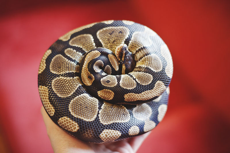 Why Do Ball Pythons Ball Up?