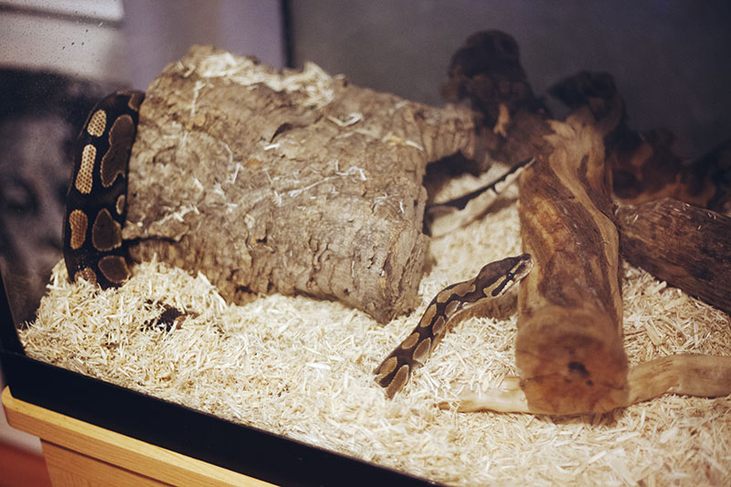 Havana Burrows My Pet Python