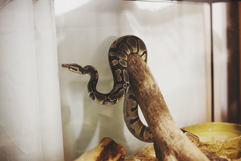 Differences Between Male and Female Ball Pythons My Pet Python