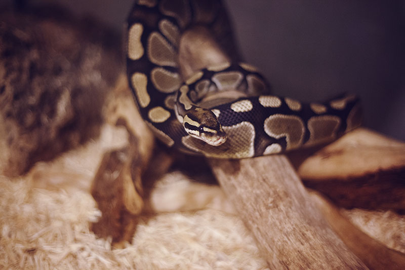 Pros and Cons of Getting a Pet Ball Python My Pet Python