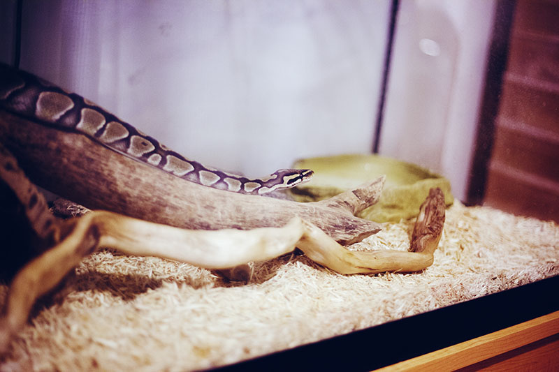 Pros and Cons of Getting a Pet Ball Python My Pet Python