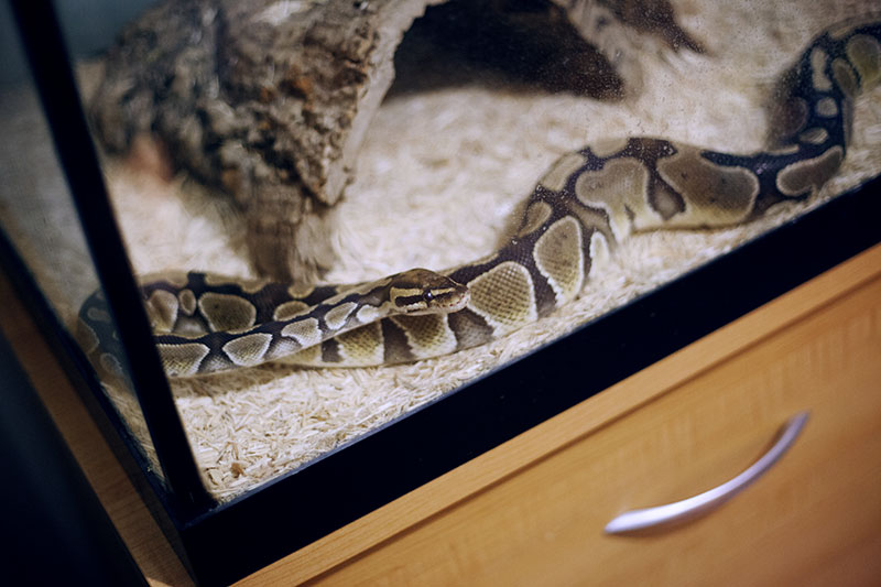 Differences Between Male and Female Ball Pythons My Pet Python