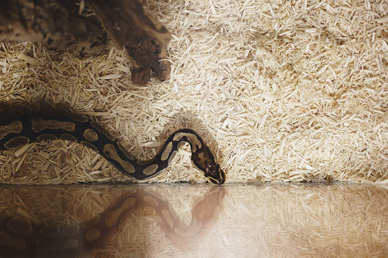 How Long Do Ball Pythons Live? My Pet Python