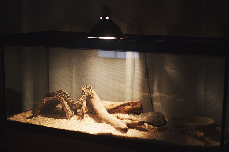 Top Best Heat Lamps For Ball Python [September 2023 Review], 50 OFF