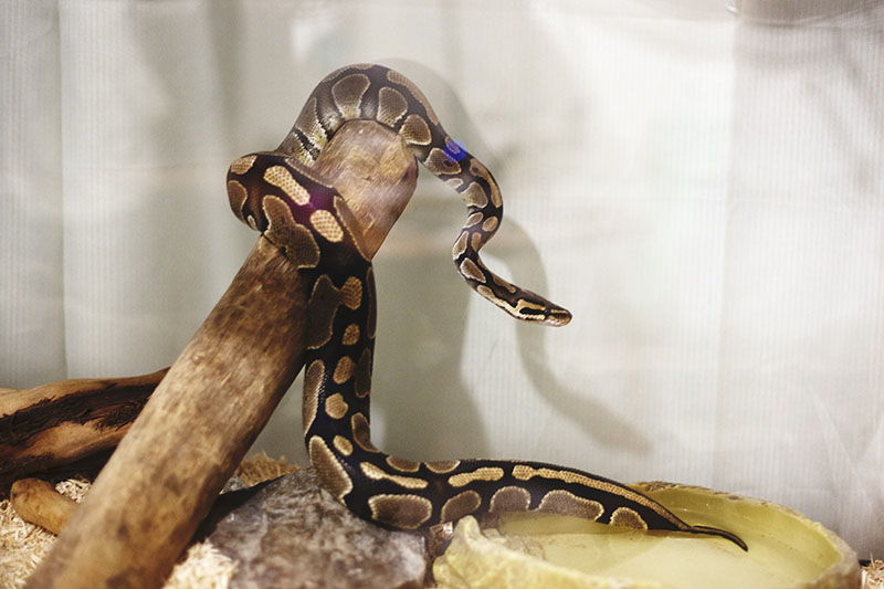 Can I Tell My Ball Python's Sex Without Popping or Probing? My Pet Python
