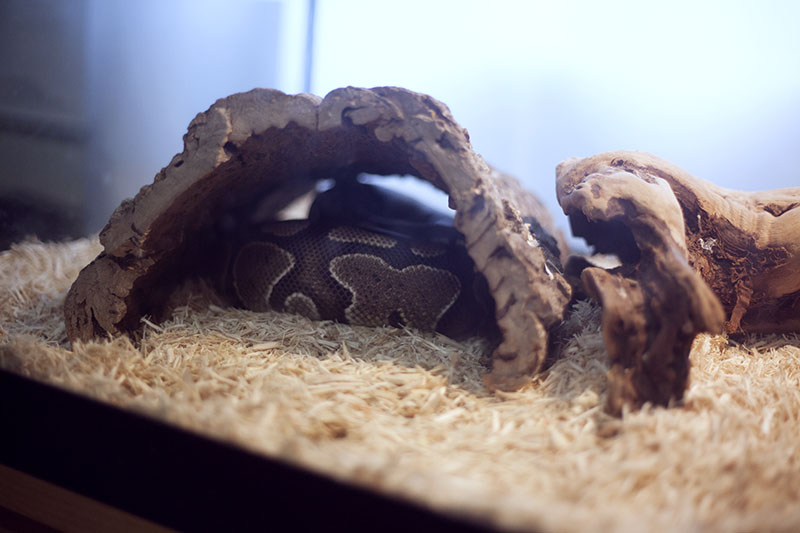 Do Ball Pythons Have to Sleep in a Hide? My Pet Python