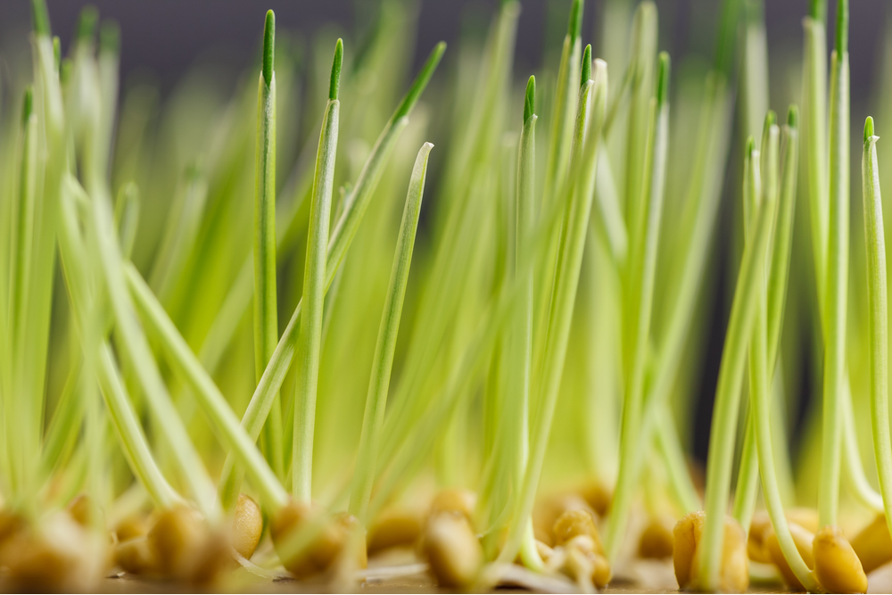 شارح الدرس الهرمونات في النبات نجوى