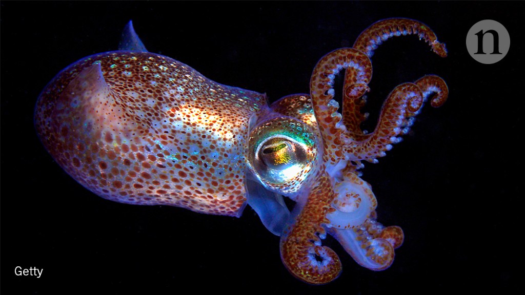 How sea creatures change their colour Research Highlights