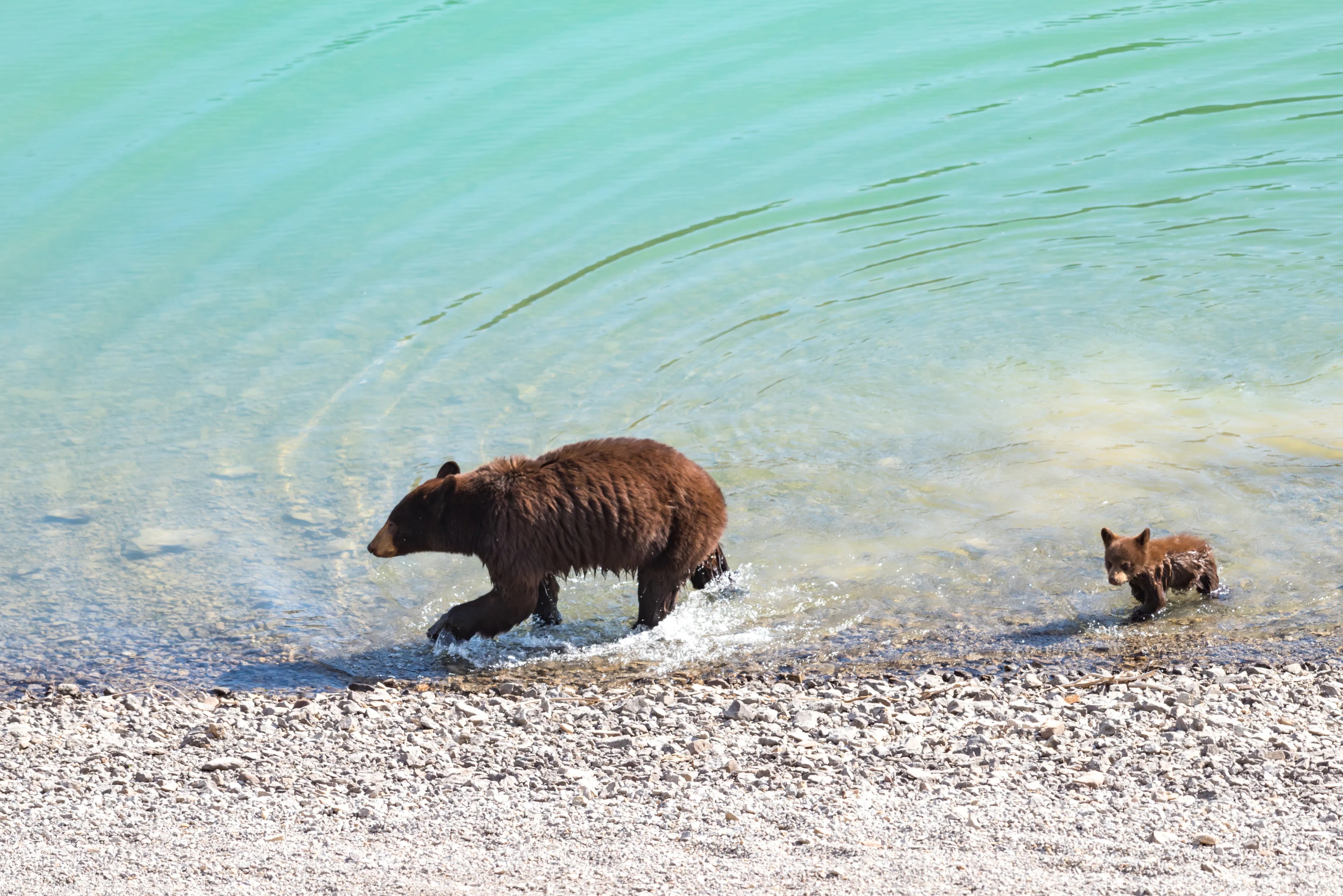 Lake Tahoe’s Beach Bears Aren’t Cute. They’re Climate Change Victims