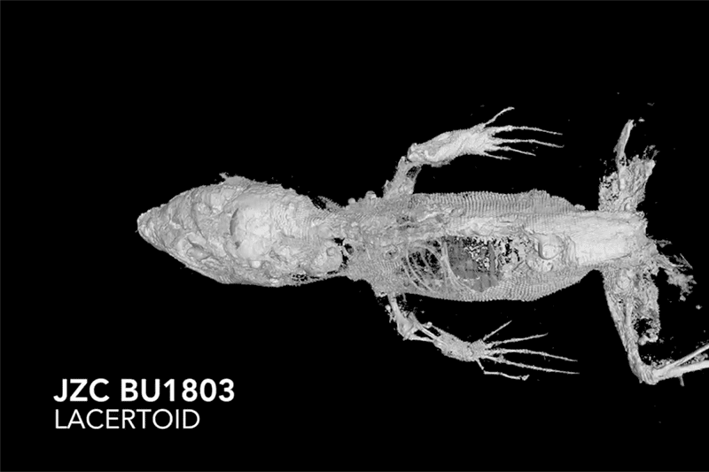 Dinosaurera geckos and chameleons perfectly preserved in