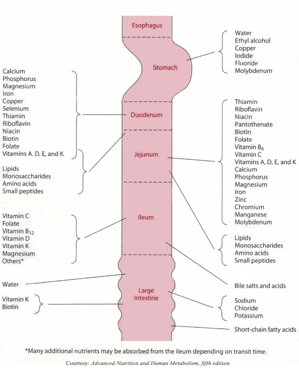 Vitamin and Mineral Absorption with the Duodenal Switch (DS) ObesityHelp