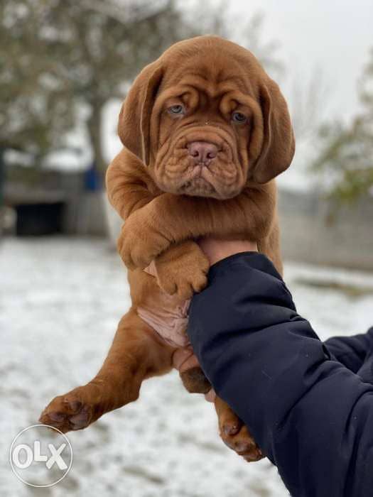 What To Feed French Mastiff Puppy