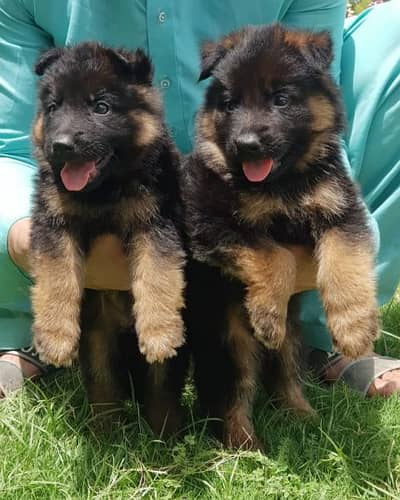 pair German Shepherd dog proper long coat for sale please