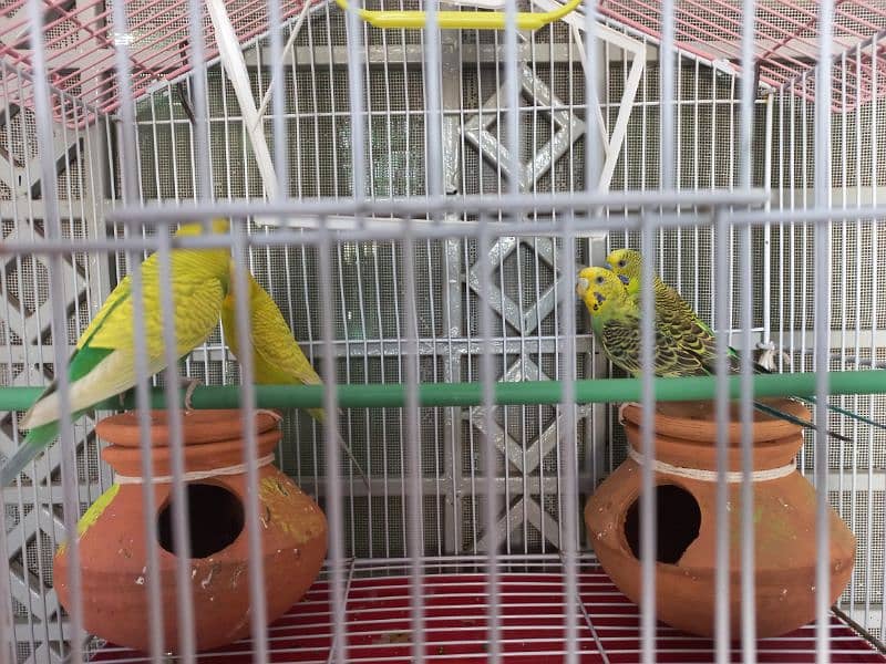 Australian Parrots (two pairs) is available for sale Parrots 1073207380