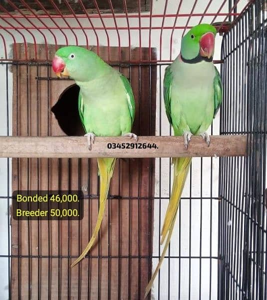 Pahari Raw Parrot Breeding Pairs alexandrine Parrots 1073680553
