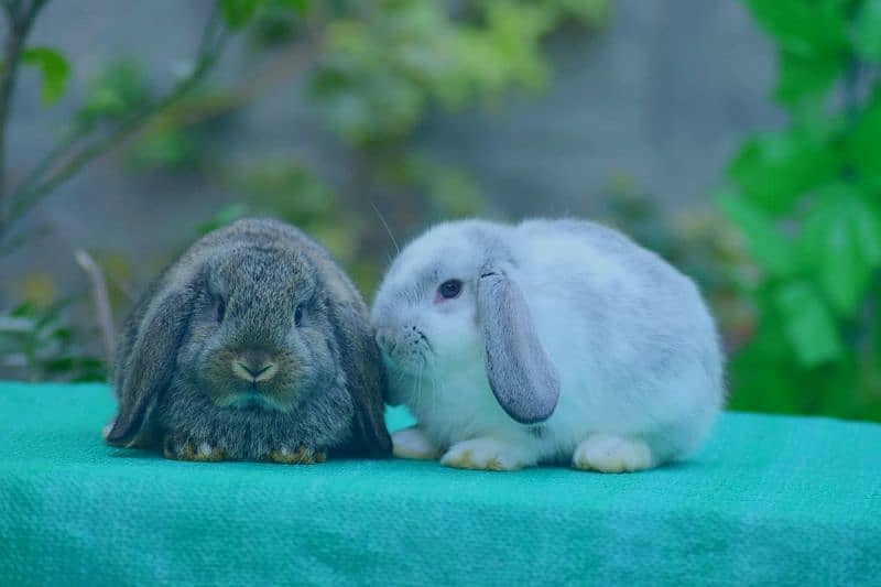 CASH ON DELIVERY Holland Lop Rabbits Rabbits 1077421015
